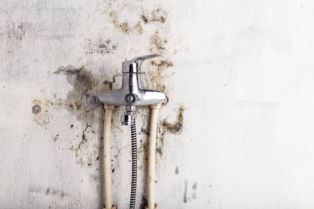 Best Certified Mold Removal  in Pelzer, SC
