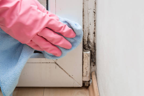 Best Attic Mold Removal  in Pelzer, SC
